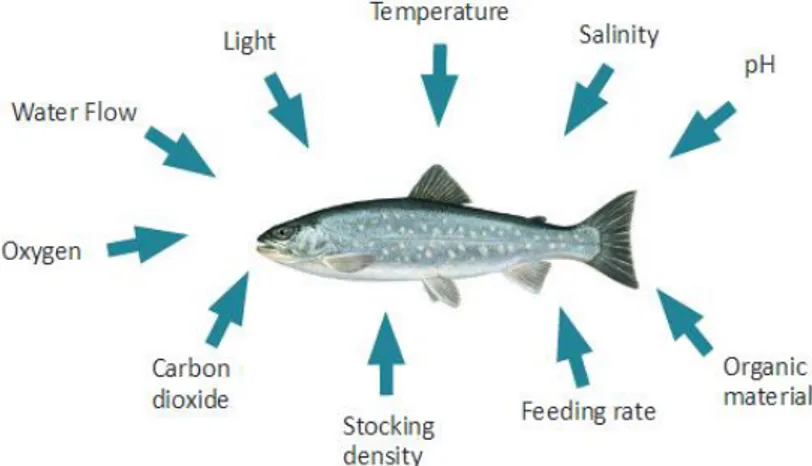 Fig. 18 – Alguns Parâmetros que Afectam o Bem-Estar do Peixe Assim Como o  Seu Crescimento (Bregnballe, 2015)