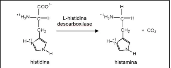 Fig. 9 – Reação de síntese da histamina (adaptado de Huss et al., 2003). 