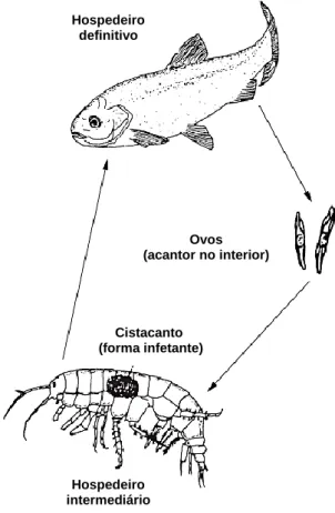 Fig. 11 – Ciclo de vida geral do Filo Acanthocephala (adaptado de Keneddy, 2006). Hospedeiro definitivo Hospedeiro intermediário Cistacanto  (forma infetante) Ovos  (acantor no interior) 