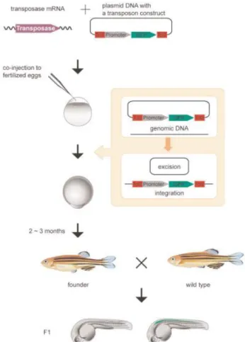Figure 3 – Zebrafish Tol2 transgenesis system (Kawakami, 2007)  