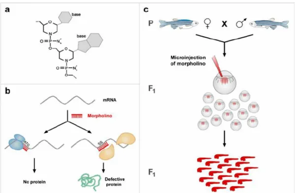 Figure 4 – Zebrafish Morpholinos (Codarin et al., 2009) 