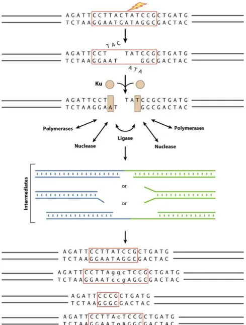 Figure 5 – DSB repair: flexibility of enzyme functions lead to different repairs in a DSB  break (Lieber, 2010)