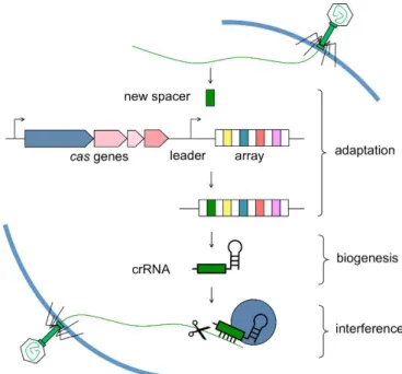 Figure  9  –  Stages  in  CRISPR/Cas  immunity  system:  adaptation,  biogenesis  and 