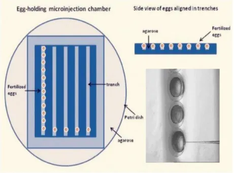 Figure  11  –  Agarose  plates  and  zebrafish  embryo  alignment.  Image  modified  from  Wang et al