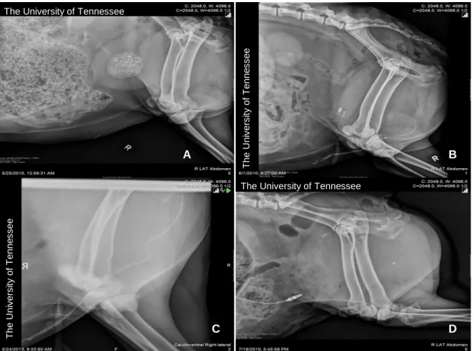 Figura  7:  Radiografias  simples  evidenciando  urólitos  radiopacos  na  bexiga (A),  na  uretra  distal (B),  ao longo de toda a uretra (C) e ao nível da flexura sigmoide (D)