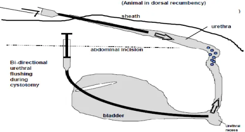 Figura  10:  Esquema  ilustrativo  da  cistotomia  com  hidropulsão  bidirecional  da  uretra  (adaptado  de  Van Mettre, 2004b)