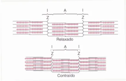 Figura 2.3: Estados relaxado e contra´ıdo de uma miofibrila, mostrando o deslizamento dos filamentos de actina (em preto) para o interior dos espa¸cos existentes entre os filamentos de miosina (em vermelho) [6].
