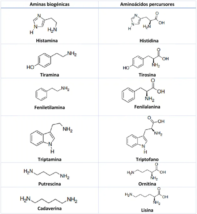 Tabela 2 - Principais aminas biogénicas e seus aminoácidos precursores (imagens retiradas de Gomes et al., 2013)