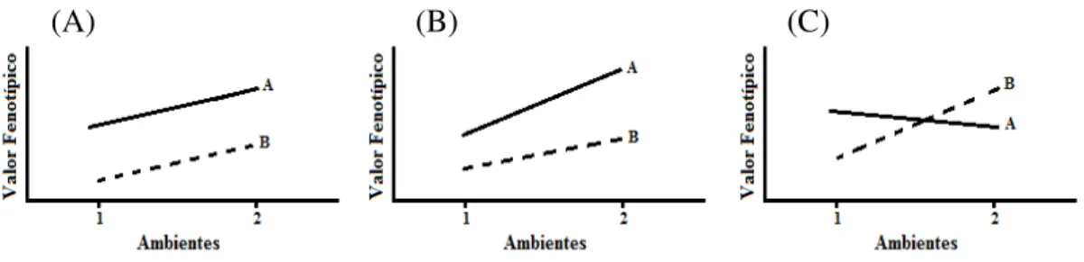 FIGURA 1. Efeitos da interação genótipos x ambientes, ilustrado por um par de genótipos e  um  par  de  ambiente;  (A)  Ausência  de  interação;  (B)  Interação  simples  e  (C)  Interação complexa