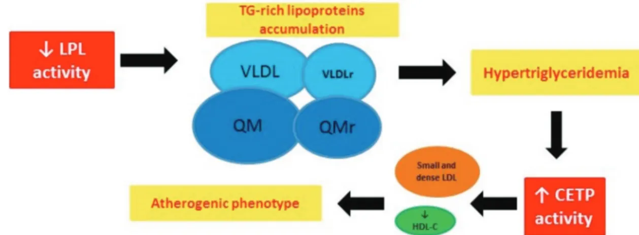 Fig. 1 The main changes that occur in the third trimester of gestation that contribute to cardiovascular diseases risk