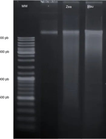 Fig. 10. Agarose gel electrophoresis of DNA extracted from A2058 cells incubated for 72 h in the absence (−) or presence of zeaxanthin 40 ␮M (zea) or staurosporine 2 ␮M (stau)
