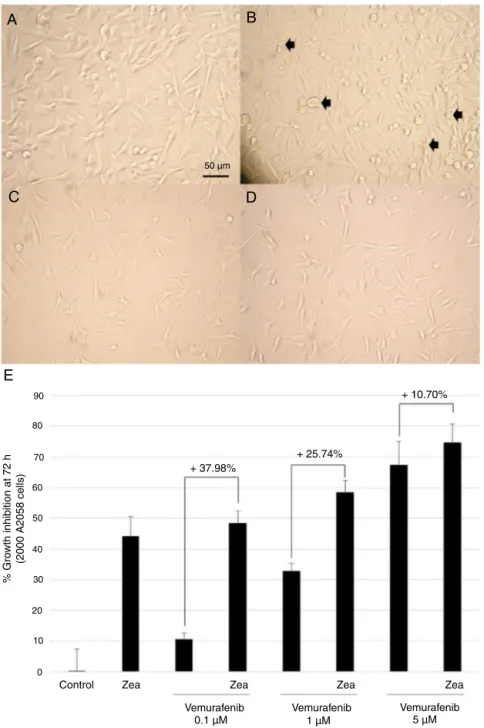 Fig. 12. Zeaxanthin sensitizes A2058 melanoma cells to the BRAF inhibitor vemurafenib