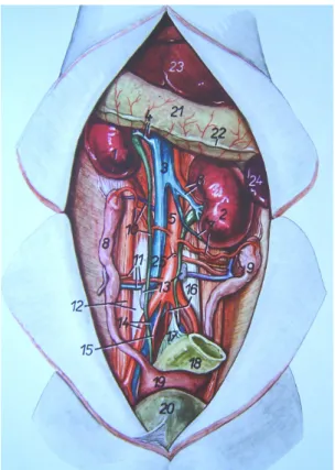 Figura 1: Localização dos rins direito e esquerdo e a relação com os órgãos abdominais adjacentes: 