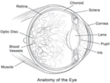 Figura 1:  Anatomia ocular básica