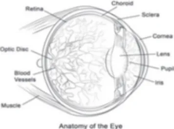 Figure 1:  .  Basic ocular anatomy