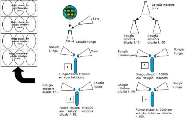 Figura  12.  Esquema  do  preparo  experimental  para  realização  dos  testes  de  inibição  do  crescimento dos fungos