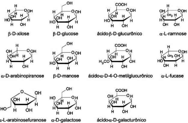 Figura 2.3 - Açúcares e ácidos que compõem as unidades de hemiceluloses (MORAIS et al.,  2005)