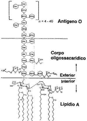 FIGURA 1 -Estrutura química da endotoxina de  Escherichia coli  90 • 
