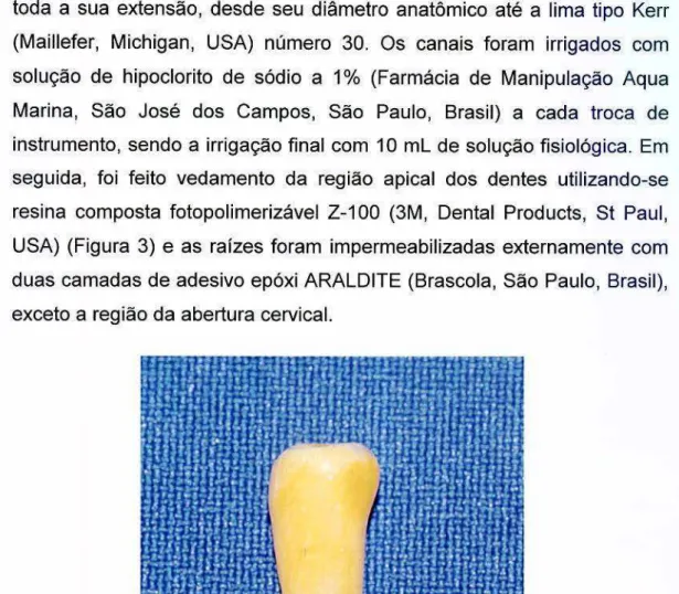 FIGURA  3  - Raiz  de  dente  humano  extraído  com  tamanho  padronizado  e  vedamento apical com  resina composta fotopolimerizável