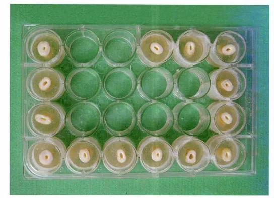 FIGURA 4 - Distribuição  e fixação  dos  espécimes  em  placas  de  cultura  celular  de 24 poços