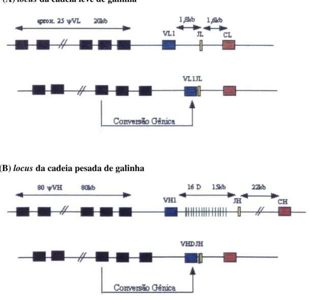 Figura  3.  Organização  dos  locus  de  imunoglobulina  de  galinhas.  (A)  locus  da  cadeia  leve  mostrando  cerca  de  25  pseudogenes  (quadrados  pretos);  VL  (azul)  -  único  segmento  funcional;  JL  (amarelo)-  um  segmento de junção;  CL(verme