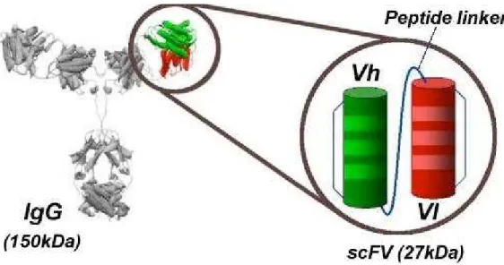 Figura 5. Representação esquemática do fragmento scFv. Os domínios VH e VL presentes na molécula  scFv  aparecem  nas  cores  verde  e  vermelho,  respectivamente
