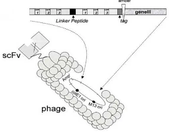 Figura 7. Representação esquemática de uma molécula scFv fusioanada a PIII do fago filamentoso