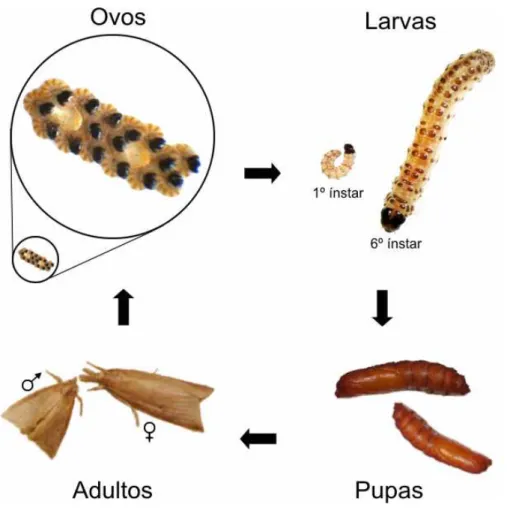 Figura 1: Ciclo de vida da Diatraea saccharalis. 