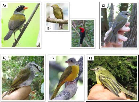 FIGURA  6:  Espécies  de  aves  com  pelo  menos  cinco  indivíduos  capturados  em  cada  estação  (seca  e  chuvosa)