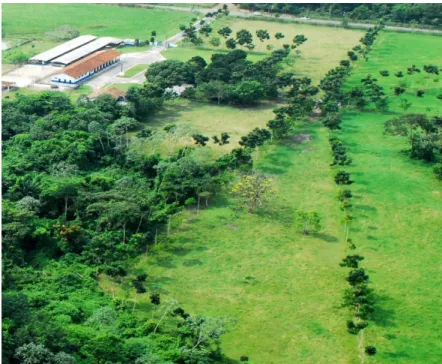 Figura  1.  Sistema  silvipastoril  na  Unidade de Pesquisa Animal “Senador Álvaro Adolpho”,  Embrapa Amazônia Oriental, Belém, Pará
