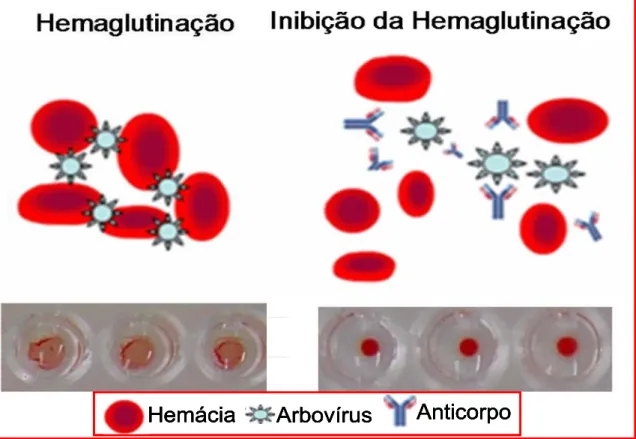 Figura 8- Esquema demonstrando o fundamento do teste de Hemaglutinação  (HA) e IH e respectiva leitura na microplaca