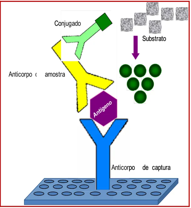 Figura 11- Demonstração esquemática do Teste Imunoenzimático - ELISA  Sanduíche Indireto para detecção de IgG 