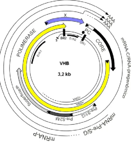 Figura 2 – Organização genômica do VHB (adaptado de Seeger &amp; Mason, 2000). 