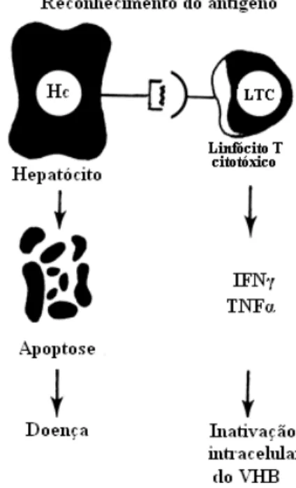 Figura 4 – Resposta imune celular contra o VHB (adaptado de Mahoney, 1999) 