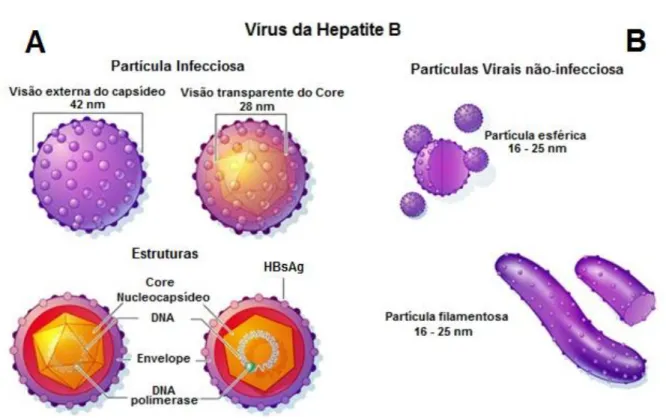 Figura  2:  A:  Partícula  infecciosa  do  HBV  e  suas  estruturas.  B:  Partículas  virais  presentes  nos  infectados