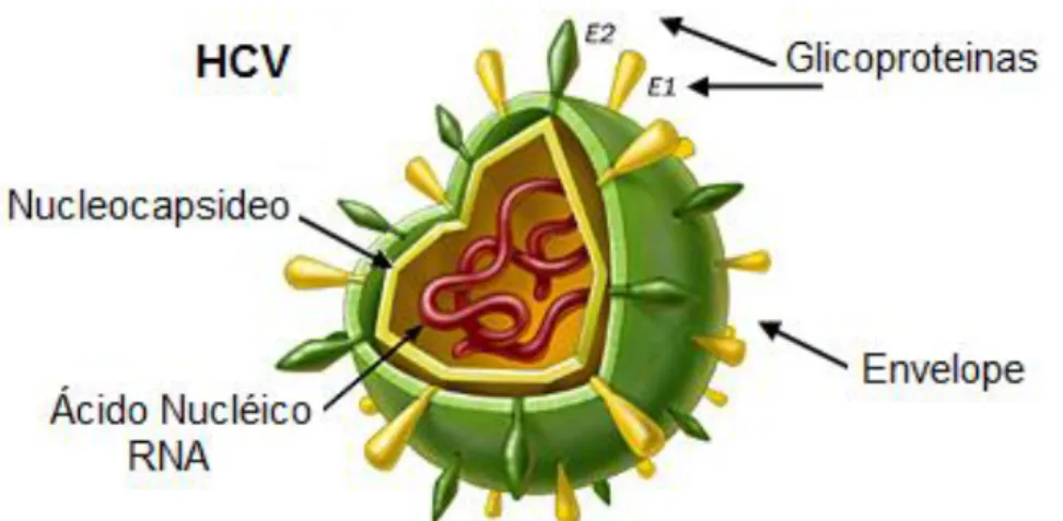 Figura 5: Vírus da hepatite C e suas estruturas. 