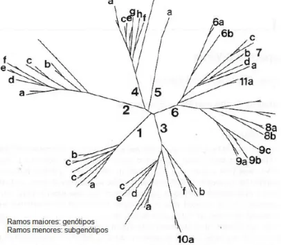 Figura  7:  Árvore  filogenética  representando  os  tipos  de  1  a  6  do  HCV e seus subgenótipos