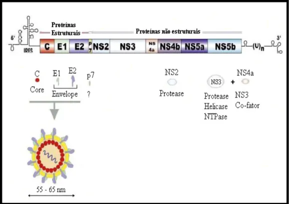 FIGURA 2 Organização genômica do HCV (Adaptado de ROINGEARD et al, 2004).  