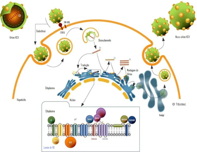 Figura 3  Ciclo de replicação do HCV.  Partículas de HCV se ligam à célula hospedeira via  interação  específica  entre  as  glicoproteínas  do  envelope  e  receptores  celulares