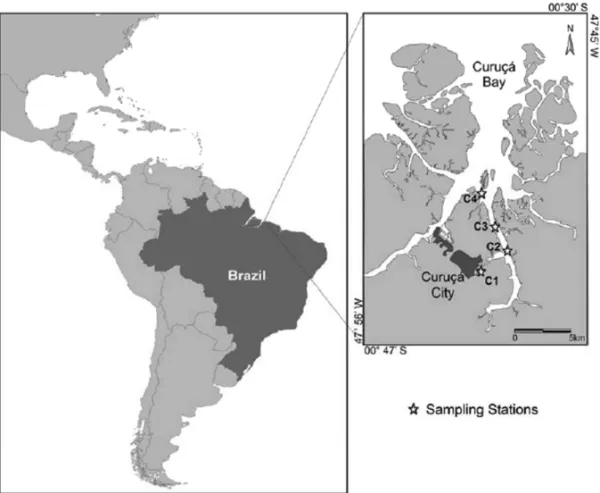 Fig. 1 – Geographical localization showing the study area with the four sampling stations (C1, C2, C3 and C4) in the Curuçá estuary (Pará, Brazil).