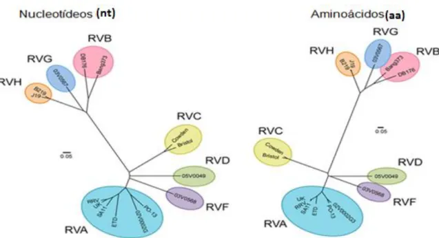 FIGURA 2- Árvore filogenética comparando a sequência de nt e aa do gene  VP1 para vários isolados de RVA-RVH