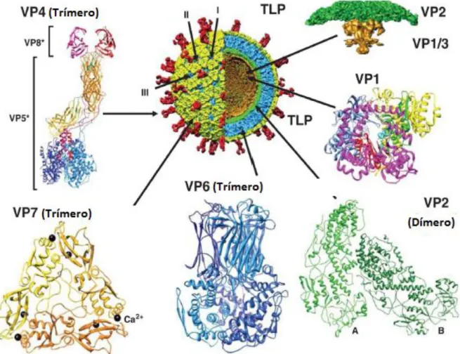 FIGURA 4- Estrutura e localização das proteínas estruturais (VP1-4, VP6 e VP7) do  RV