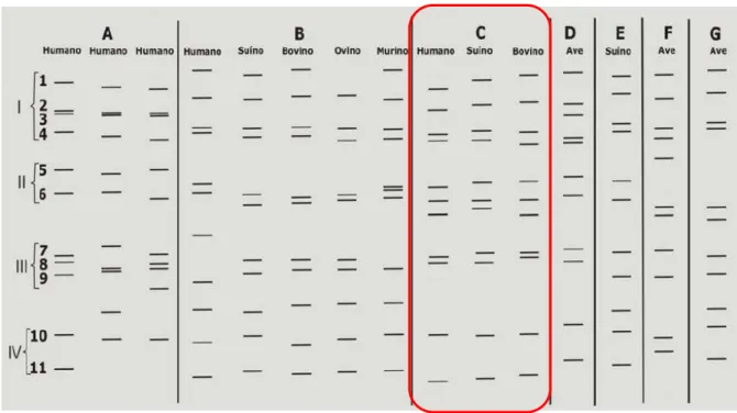 FIGURA  5-  Perfis  eletroforéticos  dos  grupos  de  rotavírus  de  A-G,  associados  à  infecção no homem e outros animais