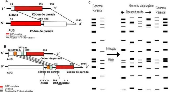 FIGURA 6- Mecanismos de mutação genética  