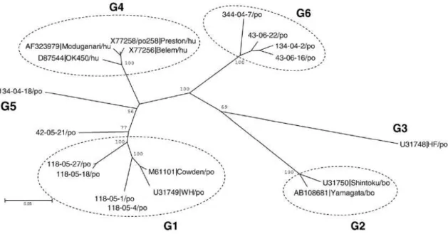 FIGURA  8-  Árvore  filogenética  baseada  na  sequência  completa  de  aminoácidos do gene VP7 do RVC suíno