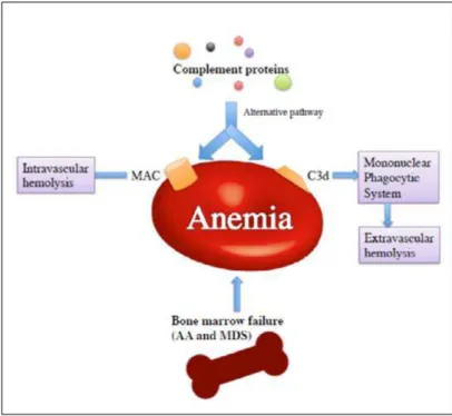 FIGURE 1 - MECHANISMS OF ANAEMIA IN  PNH.