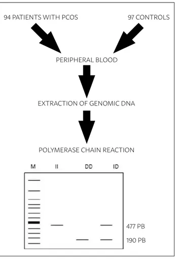 Table  1  shows  the  multiple  logistic  regression  model of risk factors (family history of PCOS,  smok-ing and alcoholism) and the I/D polymorphism of the  ACE gene in patients with PCOS and controls