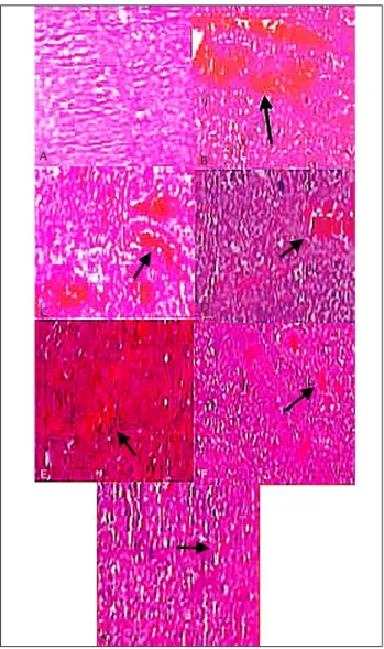 FIGURE 1   Histologic micrographs of ovarian tissue in SSG (A), I (B),  I/R (C), I/C (D), I/R/C (E), I/NC (F) and I/R/NC (G) groups