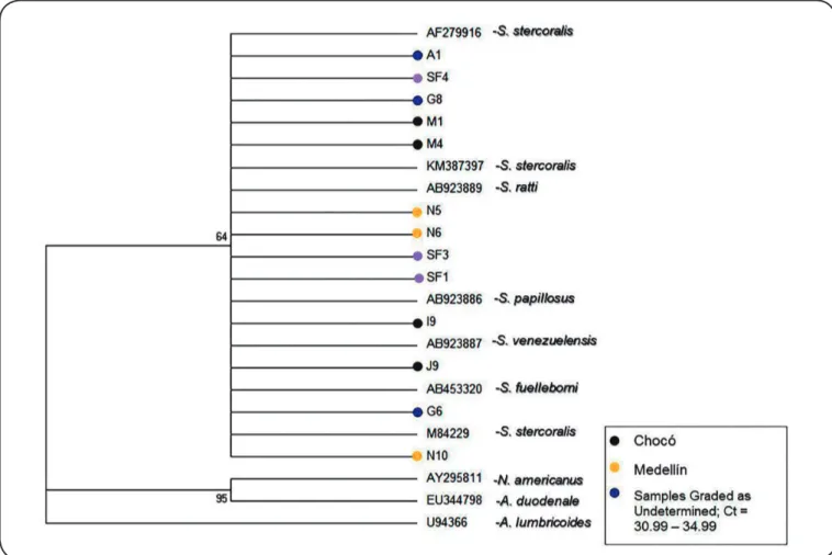 FIGURE 2: Dendrogram obtained by consensus partial sequences of the ribosomal RNA 18S gene from this study reported at the National Center for  Biotechnology Information using the maximum likelihood analysis based on the Jukes Cantor model