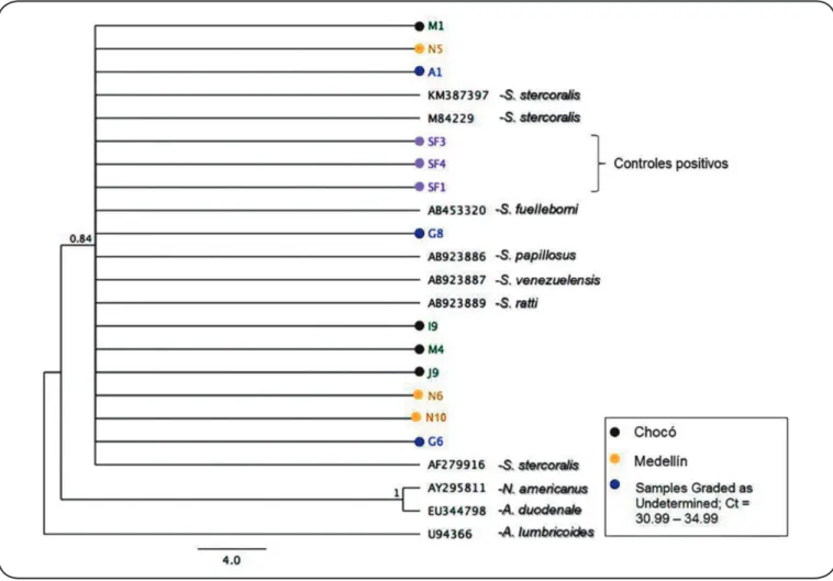 FIGURE 3: Dendrogram obtained by consensus partial sequences of the ribosomal RNA 18S gene from this study reported at the National Center for  Biotechnology Information using the Bayesian Inference based on the JC model
